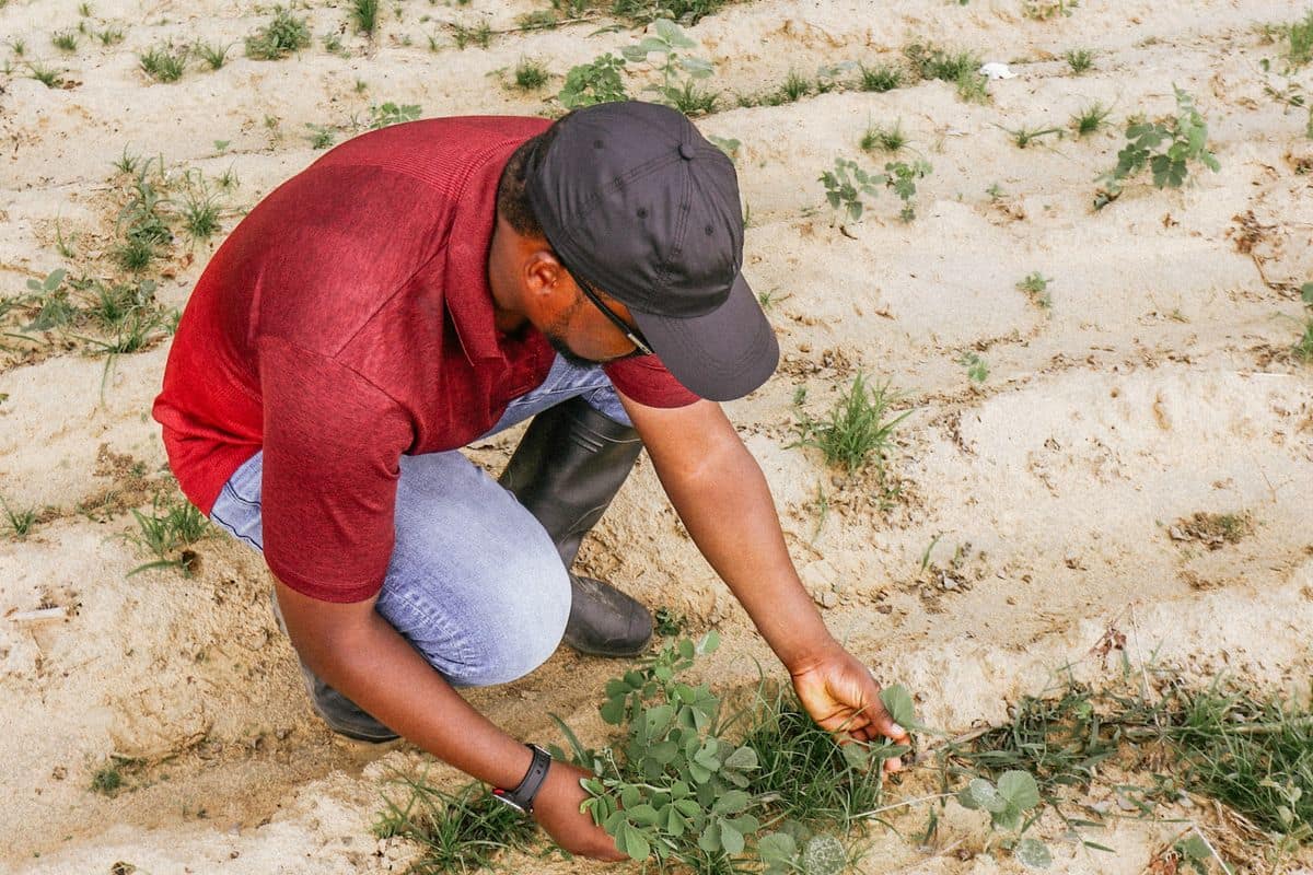 Agriculteur nigérian examinant ses cultures dans un champ